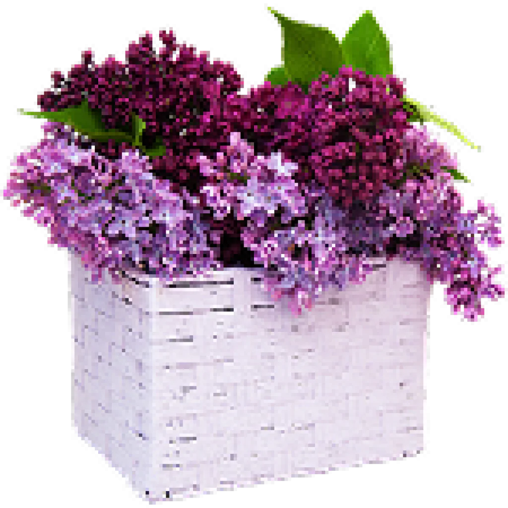 Basket of Lilacs